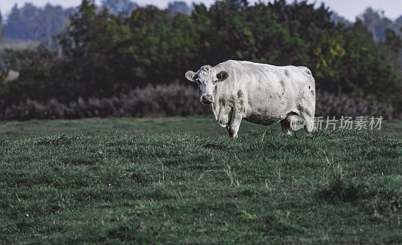 Les vaches au champs